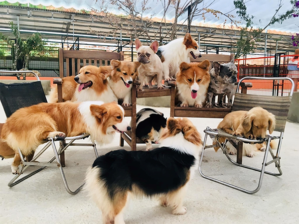 달랏퍼피팜-PuppyFarm